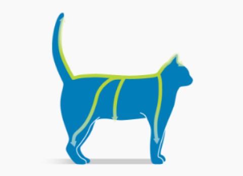 Laisser agir frontline spot on chat